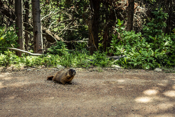 Fototapeta premium Whiz stands on flay road staring at photographer