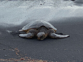 a turtle in the water