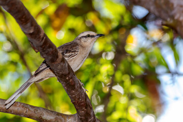 The chalk-browed mockingbird or 
