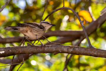 The chalk-browed mockingbird or 