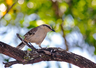 The chalk-browed mockingbird or 