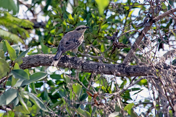 The chalk-browed mockingbird or 