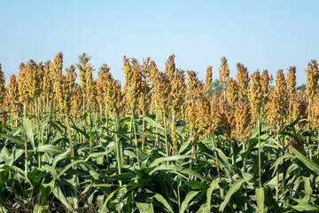 Sorghum in the Sun