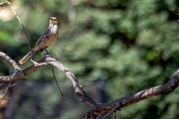 The chalk-browed mockingbird or 