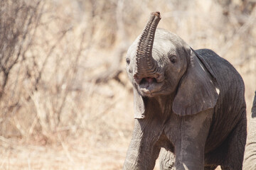 Obraz premium Baby elephant waving hello