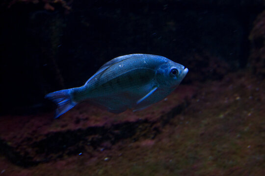 The silver surfperch (Hyperprosopon ellipticum).