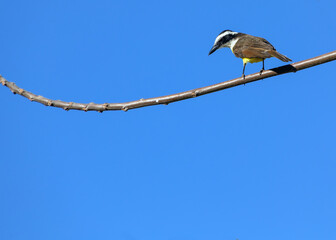 The Great Kiskadee perched on a branch of a tree in a midwestern Brazilian forest. Lush yellow on his chest. Species Pitangus sulphuratus. Animals defender. Bird lover. Birdwatcher.