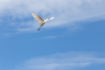 Fototapeta na wymiar A Great Egret flying in the blue sky. Species Ardea alba. Animal life. Birdwatcher. Cerrado