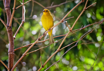 A Saffron Finch also known as Canario is a yellow bird typical of the south-central region of Brazil. Species Sicalis flaveola. Birdwatcher. Cerrado.