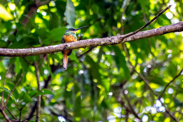 The Rufous-tailed Jacamar is a bird from the New World, found in the midwest of Brazil. Brasília, Cerrado. Species Galbula ruficauda also know Red-tailed Crane or Ariramba-de-cauda-ruiva. Birdwatcher
