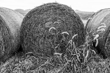 Rolled up hay bales in the farm field