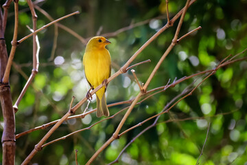 The yellow bird from Brazil. The Saffron Finch also know Canario-da-terra. Species Sicalis flaveola. Cerrado. Brasilia. Birdwatcher.