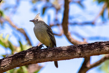 The yellow-bellied elaenia is a small bird of the tyrant flycatcher. Species Elaenia flavogaster. The gray bird in the middle of forest in Brasilia, Brazil. Animal life. Birdwatcher. 