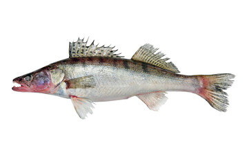 Azov Pike perch fish isolated on a white.