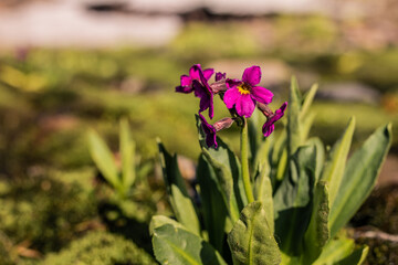 Close up of blooming violet summer flower