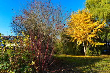 Herbststimmung Bodenseeufer Insel Reichenau