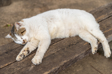 ベンチの上でくつろぐ猫