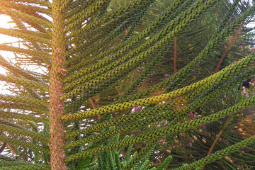 Close-up is an unusual coniferous tree with a trunk and long branches, growing in Africa.