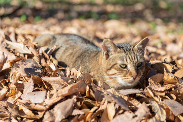 落ち葉の中で休む猫
