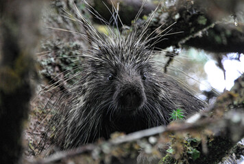 Porcupine on a tree branch