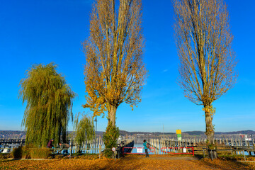 Bodenseeufer Insel Reichenau