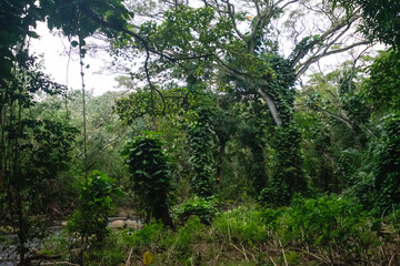 Fototapeta premium a forest with trees