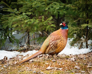 Male pheasant in the wild with snow on the ground