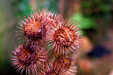 Close up of Arctium lappa, commonly called greater burdock. Hooks on the end.