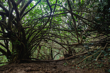 a group of trees