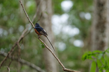 a bird sitting on a branch