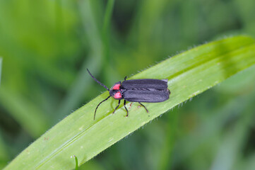 オバボタル（北海道・知床）
