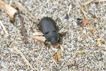 カクスナゴミムシダマシ（北海道・斜里町）
