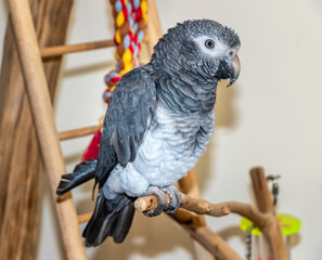african grey parrot