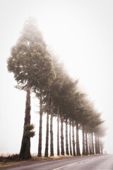 Fototapeta premium tree in the fog