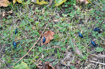 メノコツチハンミョウの群（北海道・知床）
