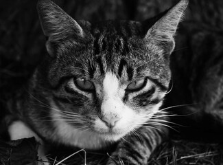 Gato callejero