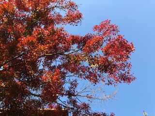 青空と赤くなったモミジ