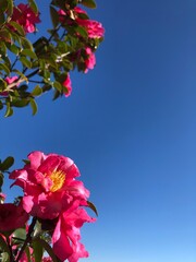 青空とオリーブの花