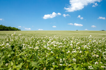 Field of buckwheat in rural landscape. Eco-friendly buckwheat for the production of cereals for food