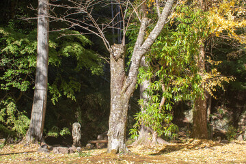 【静岡県伊豆市】秋の修善寺奥の院【銀杏の木・黄葉】