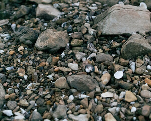 stones on the beach