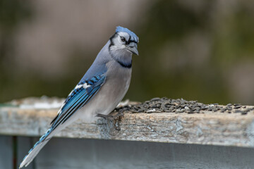 Bluejay getting ready to feast on sunflower seeds on a railing
