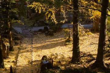 【静岡県伊豆市】秋の修善寺奥の院【銀杏の木・黄葉】