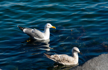 gabbiano primo piano sfondo vesuvio napoli