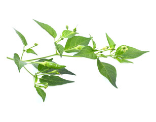 Chili pepper leaves isolate on white background