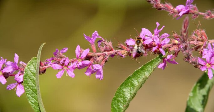 Flowers of the Lythrum salicaria, or purple loosestrife on the Mrežnica River