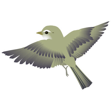 369 最適な 梅に鶯 画像 ストック写真 ベクター Adobe Stock