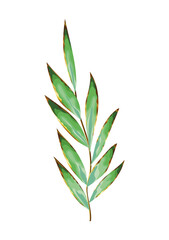 Fototapeta premium green leaves and big stem in a white background