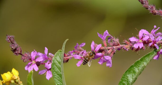 Flowers of the Lythrum salicaria, or purple loosestrife on the Mrežnica River