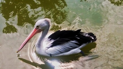 pelican on the beach